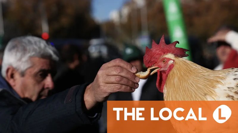 Chicken road, chicken road online